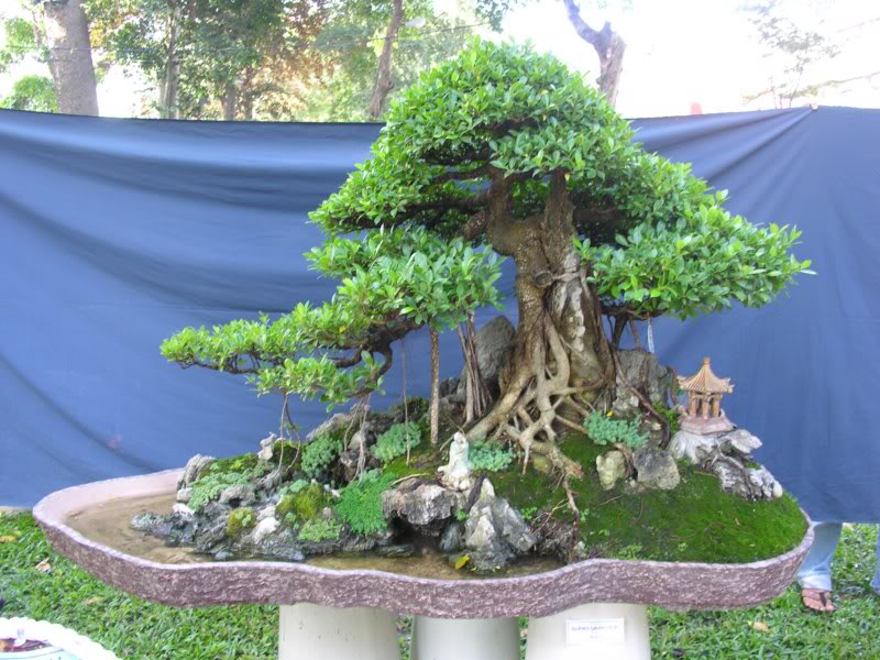 Bonsai anh Lansdcaping in Viet Nam Spring Flower Festival Show IBCLS2