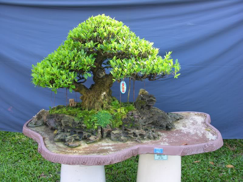 Bonsai anh Lansdcaping in Viet Nam Spring Flower Festival Show IBCLS23