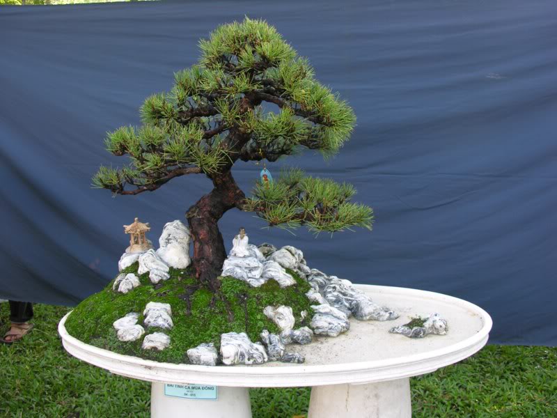 Bonsai anh Lansdcaping in Viet Nam Spring Flower Festival Show IBCLS24