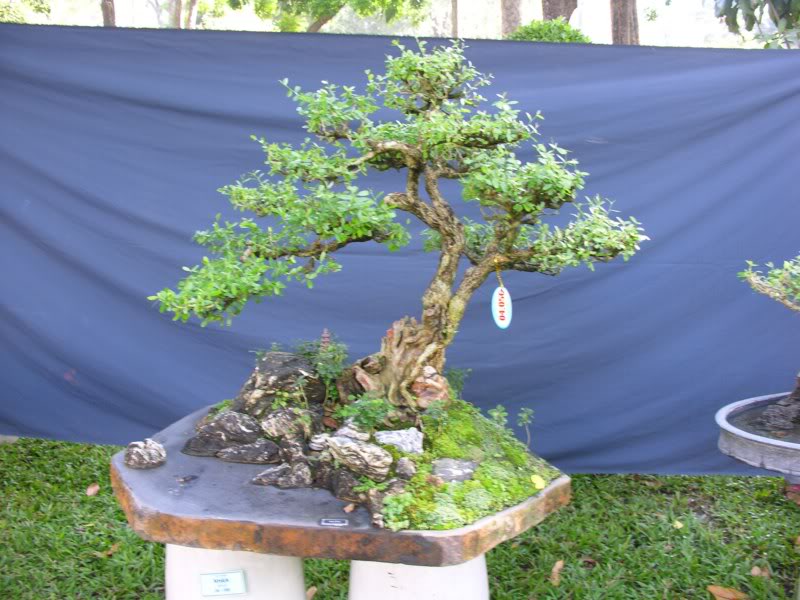 Bonsai anh Lansdcaping in Viet Nam Spring Flower Festival Show IBCLS26