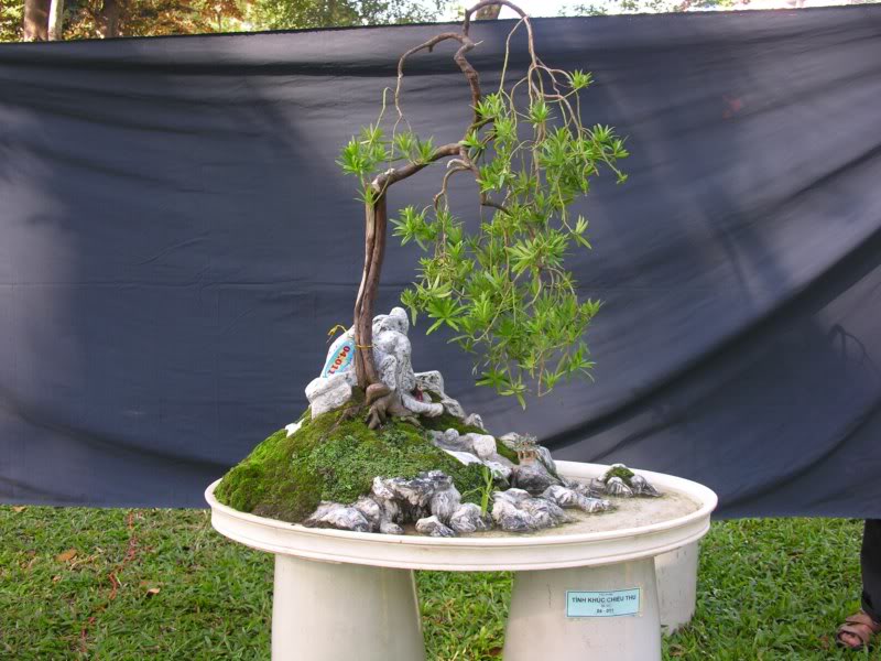 Bonsai anh Lansdcaping in Viet Nam Spring Flower Festival Show IBCLS29