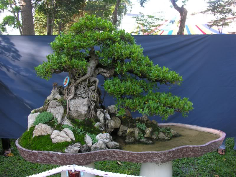 Bonsai anh Lansdcaping in Viet Nam Spring Flower Festival Show IBCLS3