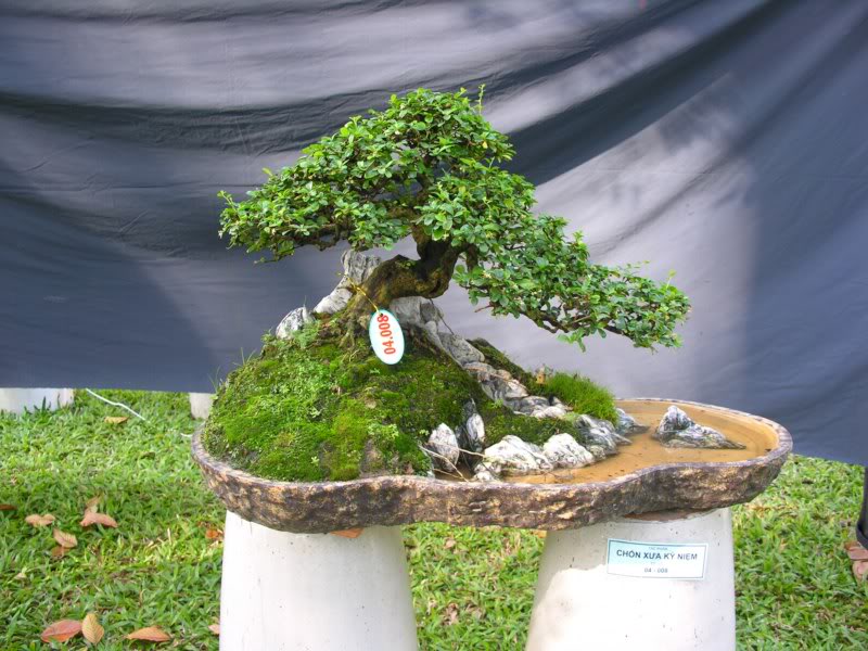 Bonsai anh Lansdcaping in Viet Nam Spring Flower Festival Show IBCLS30