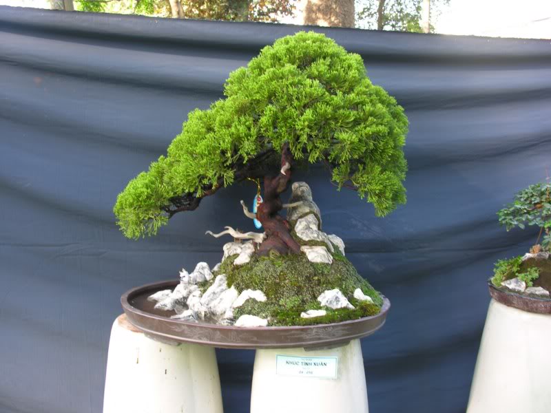 Bonsai anh Lansdcaping in Viet Nam Spring Flower Festival Show IBCLS36