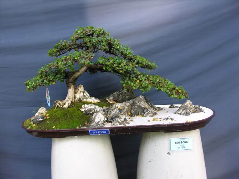 Bonsai anh Lansdcaping in Viet Nam Spring Flower Festival Show IBCLS37