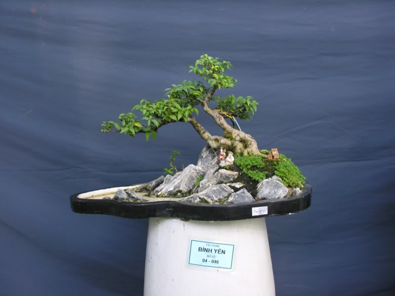 Bonsai anh Lansdcaping in Viet Nam Spring Flower Festival Show IBCLS38