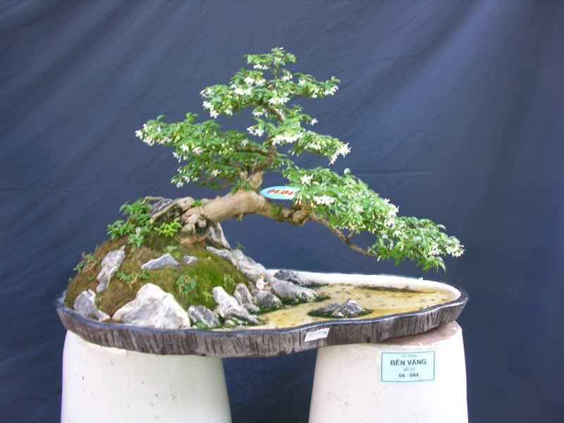 Bonsai anh Lansdcaping in Viet Nam Spring Flower Festival Show IBCLS39