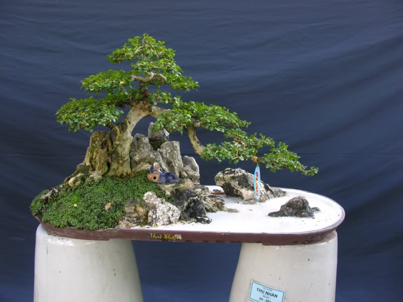Bonsai anh Lansdcaping in Viet Nam Spring Flower Festival Show IBCLS42