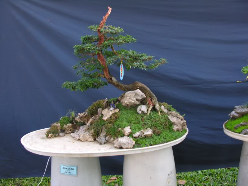 Bonsai anh Lansdcaping in Viet Nam Spring Flower Festival Show IBCLS44