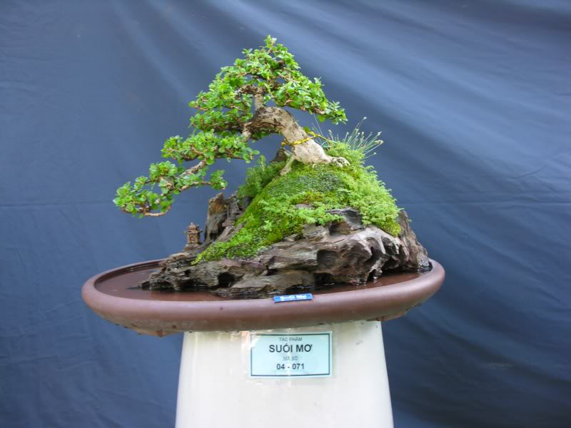 Bonsai anh Lansdcaping in Viet Nam Spring Flower Festival Show IBCLS46