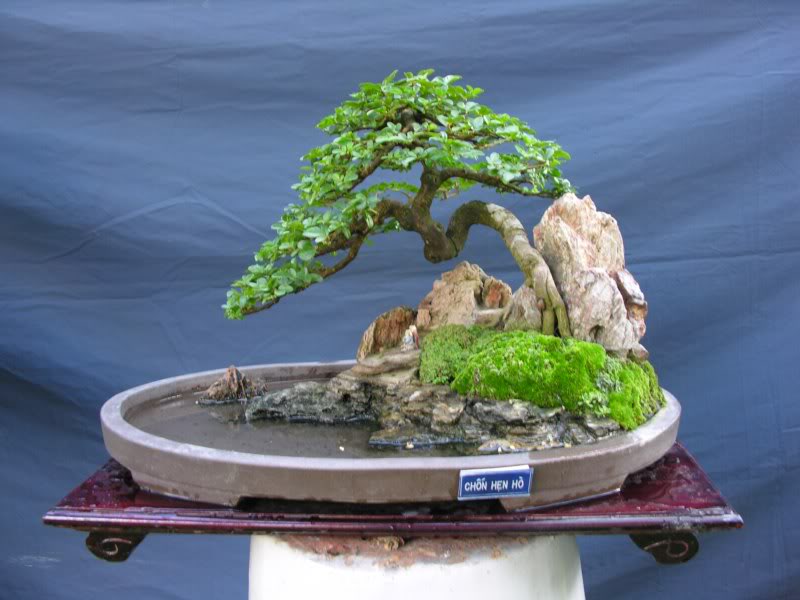 Bonsai anh Lansdcaping in Viet Nam Spring Flower Festival Show IBCLS47