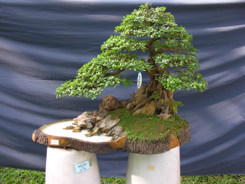 Bonsai anh Lansdcaping in Viet Nam Spring Flower Festival Show IBCLS49