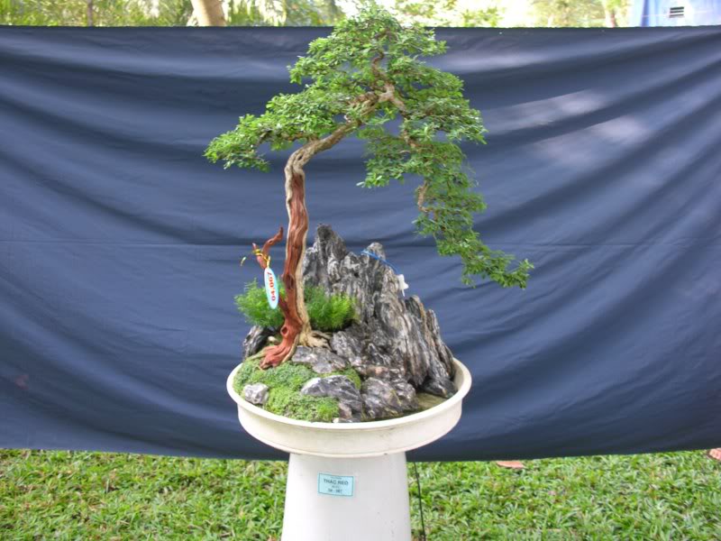 Bonsai anh Lansdcaping in Viet Nam Spring Flower Festival Show IBCLS51