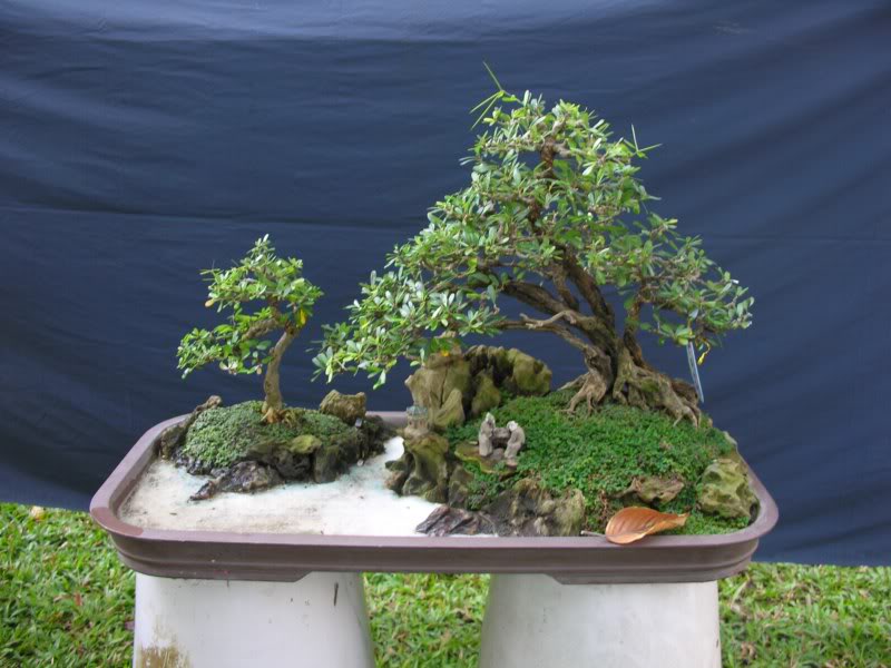 Bonsai anh Lansdcaping in Viet Nam Spring Flower Festival Show IBCLS52