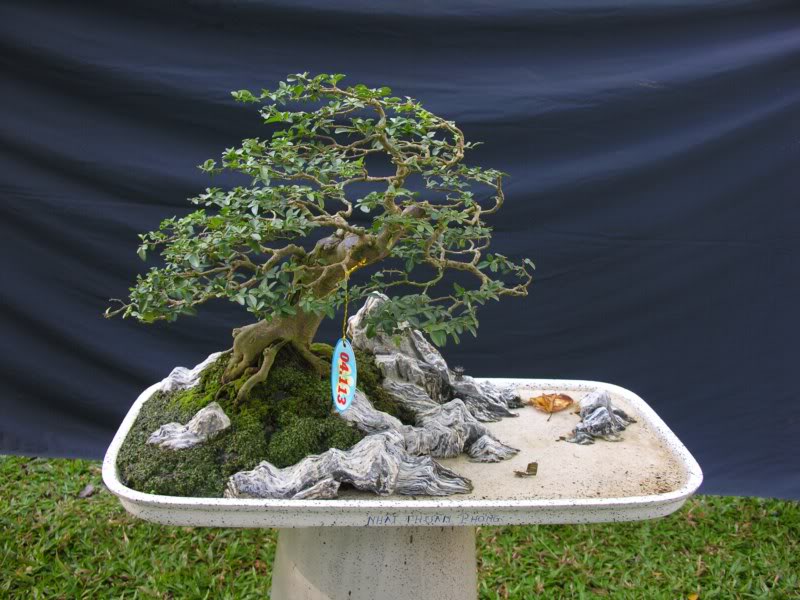Bonsai anh Lansdcaping in Viet Nam Spring Flower Festival Show IBCLS54