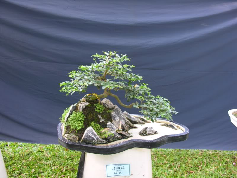 Bonsai anh Lansdcaping in Viet Nam Spring Flower Festival Show IBCLS55