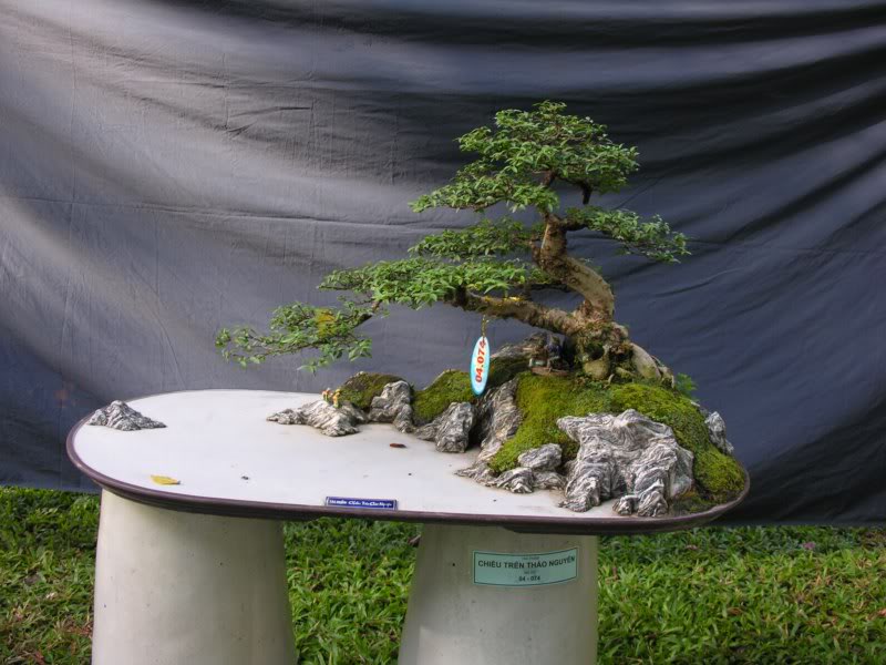 Bonsai anh Lansdcaping in Viet Nam Spring Flower Festival Show IBCLS59