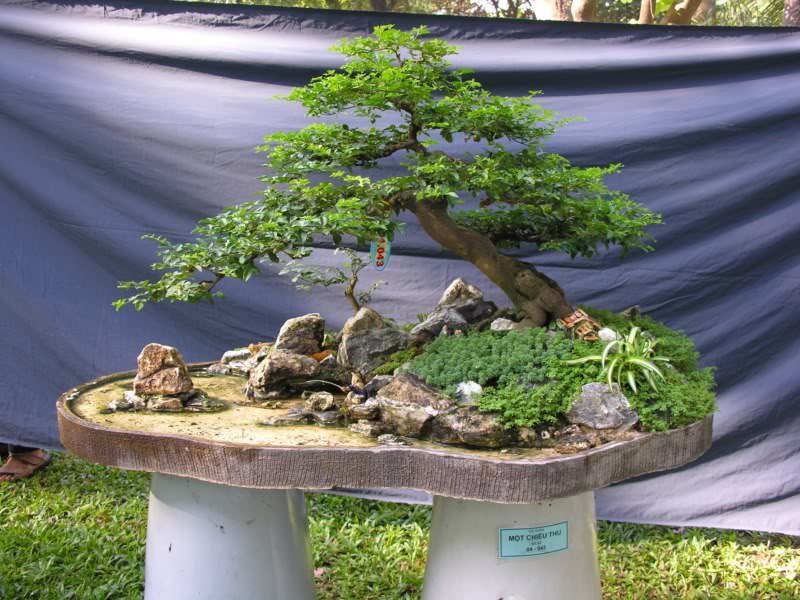 Bonsai anh Lansdcaping in Viet Nam Spring Flower Festival Show IBCLS61