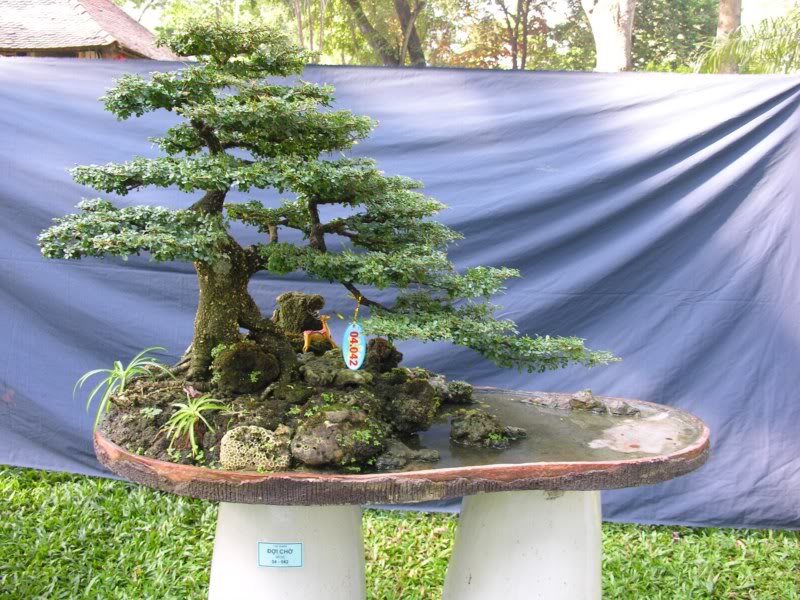 Bonsai anh Lansdcaping in Viet Nam Spring Flower Festival Show IBCLS62