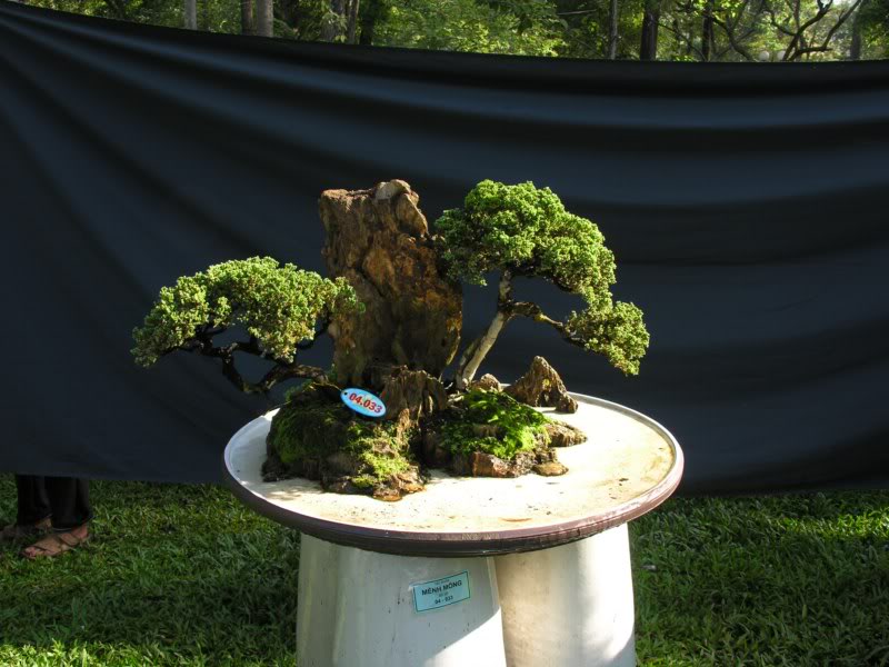 Bonsai anh Lansdcaping in Viet Nam Spring Flower Festival Show IBCLS70