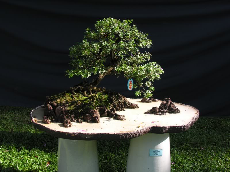 Bonsai anh Lansdcaping in Viet Nam Spring Flower Festival Show IBCLS71