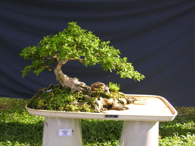 Bonsai anh Lansdcaping in Viet Nam Spring Flower Festival Show IBCLS72