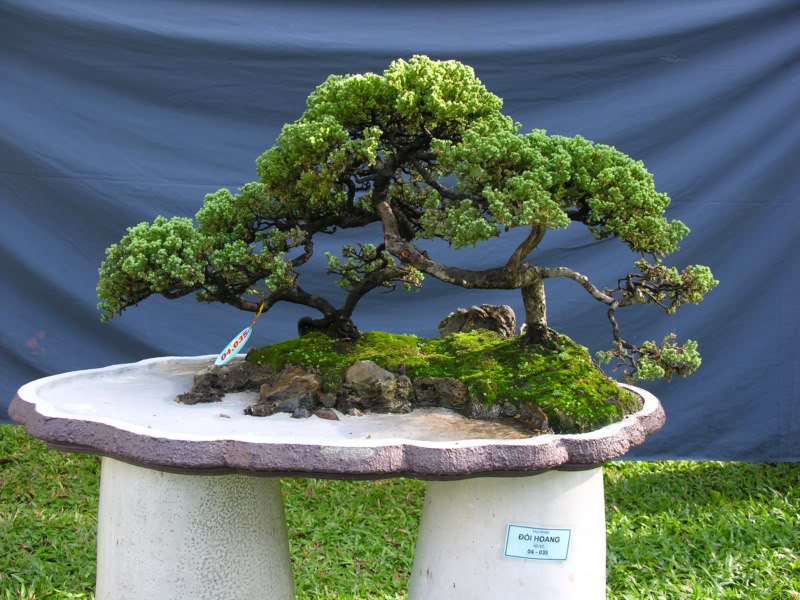 Bonsai anh Lansdcaping in Viet Nam Spring Flower Festival Show IBCLS74