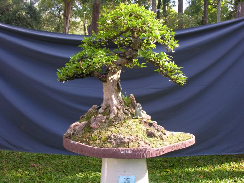 Bonsai anh Lansdcaping in Viet Nam Spring Flower Festival Show IBCLS77