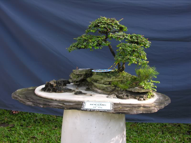 Bonsai anh Lansdcaping in Viet Nam Spring Flower Festival Show IBCLS79