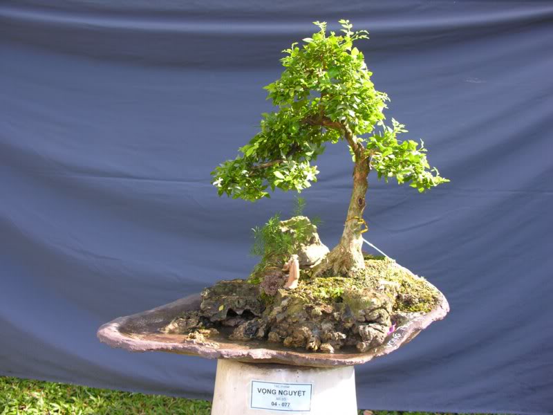 Bonsai anh Lansdcaping in Viet Nam Spring Flower Festival Show IBCLS80