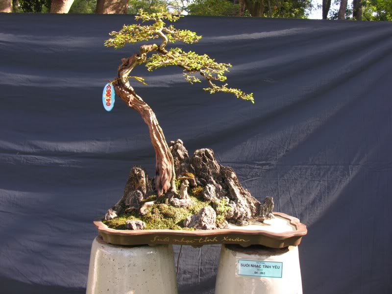 Bonsai anh Lansdcaping in Viet Nam Spring Flower Festival Show IBCLS81