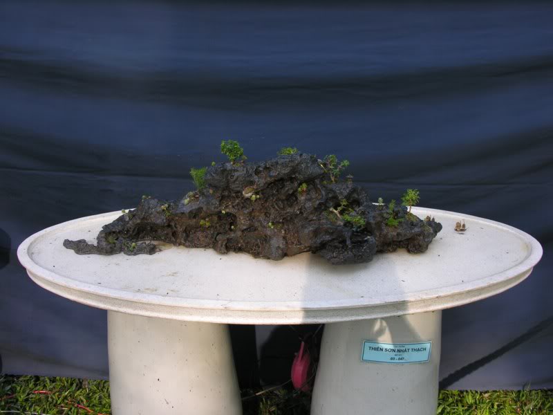 Bonsai anh Lansdcaping in Viet Nam Spring Flower Festival Show IBCm42