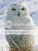 Owls Snowy