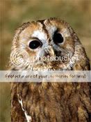 Owls Tawny