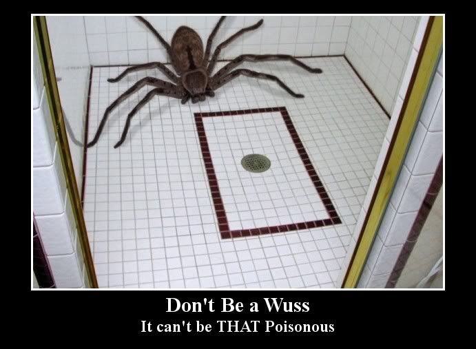 Les images du Net - Page 4 Spider_Shower