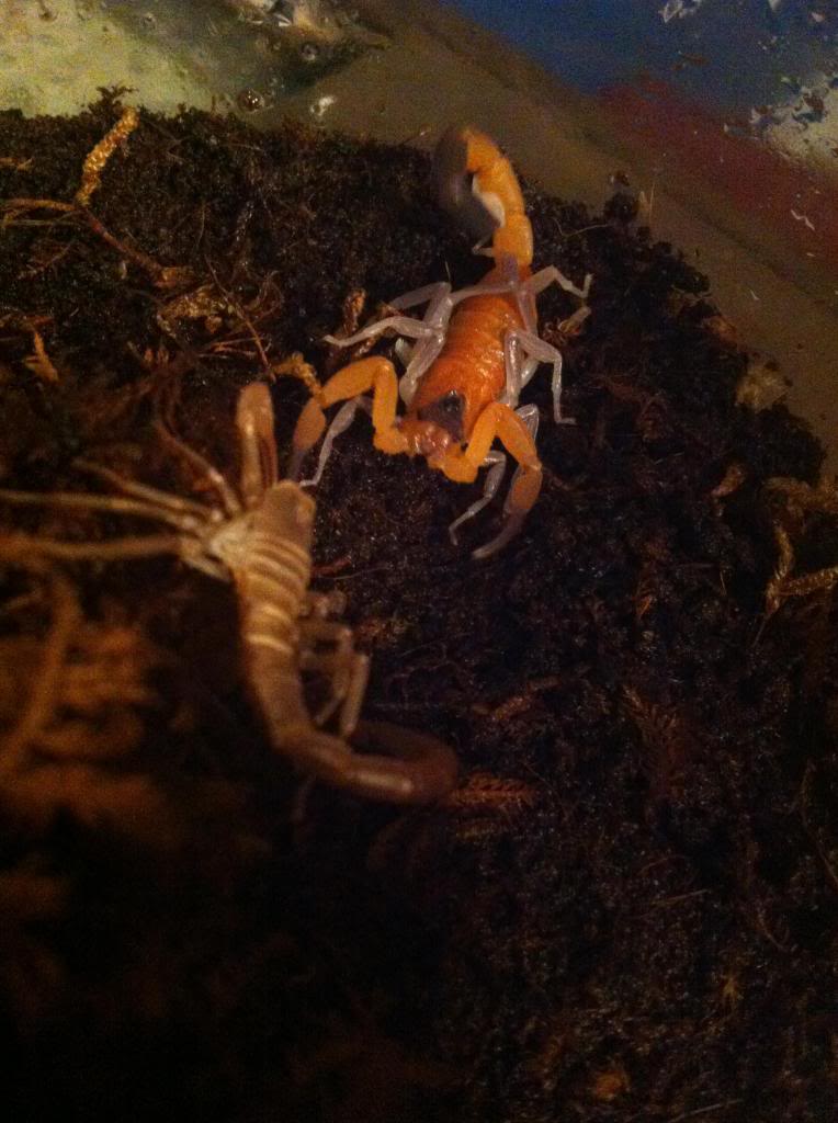 Who molted today? (Scorpion molting pics) - Page 4 Photo2_zps05d3f9af