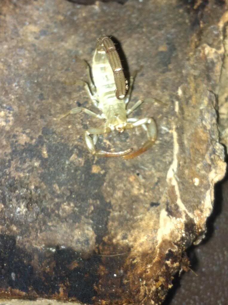 Who molted today? (Scorpion molting pics) - Page 3 Photo_zpsa7bc522d