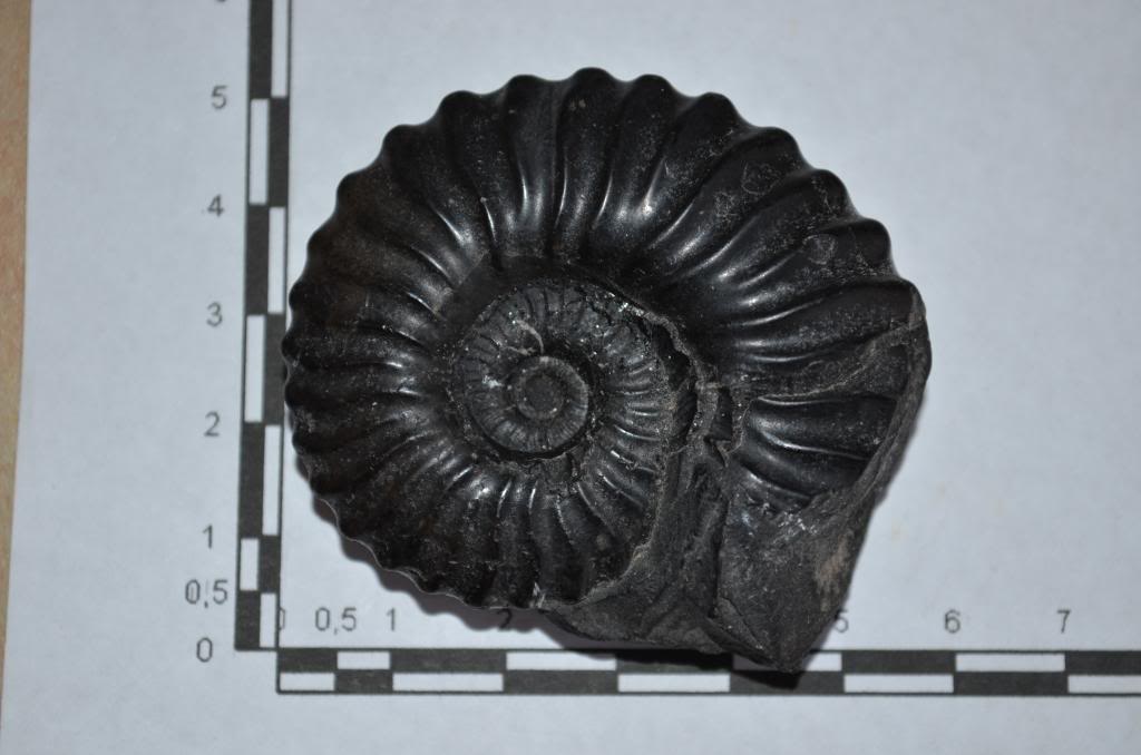 Ammonites de mercadillo DSC_0018_zps38208efd