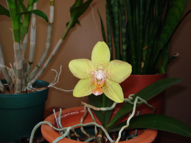 Phal Golden Treasure PhalaenopsisGoldenTreasure2