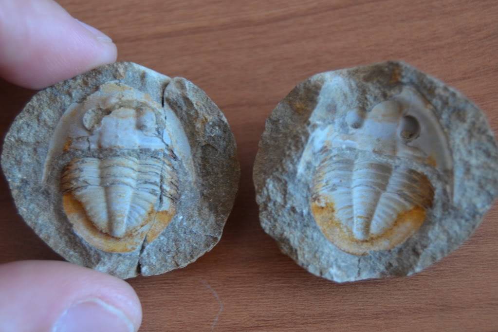 pequeños trilobites marroquíes CSC_0237