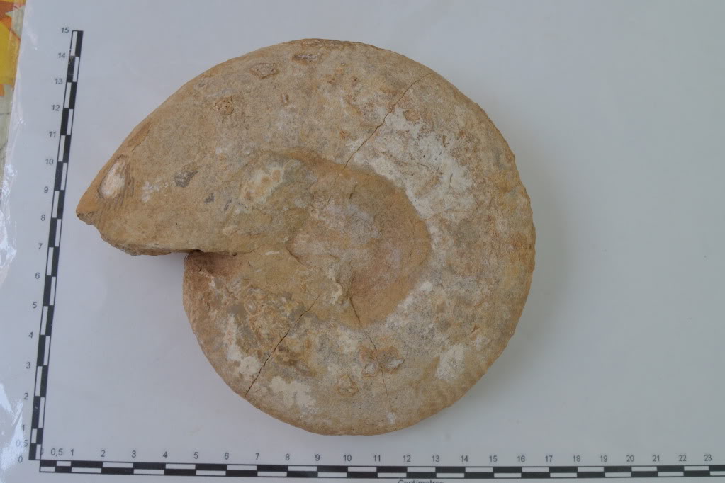 ammonite jurásico de Burgos CSC_0271-2