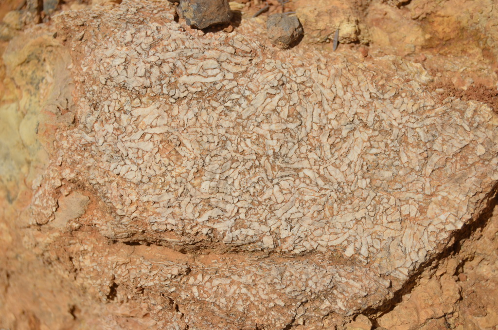 crinoideo del oxfordiense de Castellón DSC_0207_zps1e809140