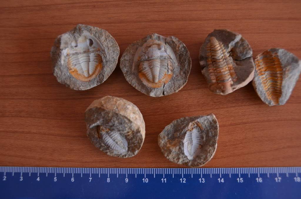 pequeños trilobites marroquíes DSC_02352