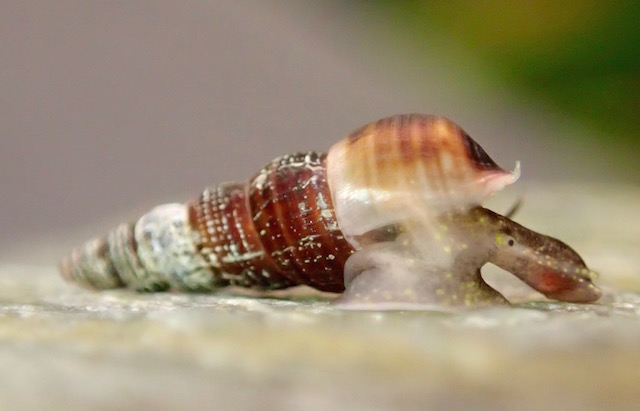 Identificacion de caracol PC165184_zpsjl2ef3as