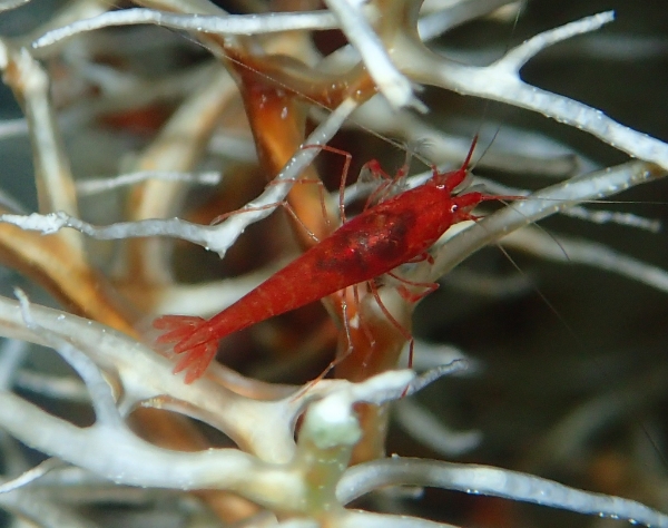 Halocaridina rubra E31cd18e-7426-492b-a93c-7f024aa661ab_zpsf0deff58