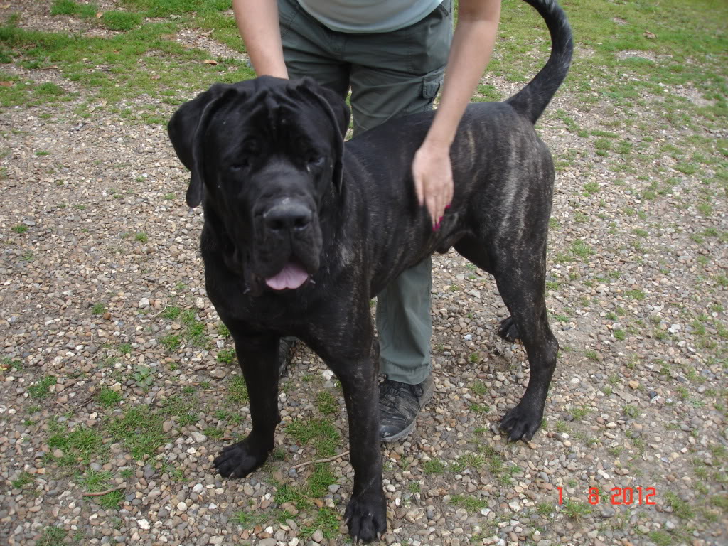 Max - English Mastiff -  - Page 2 DSC02572