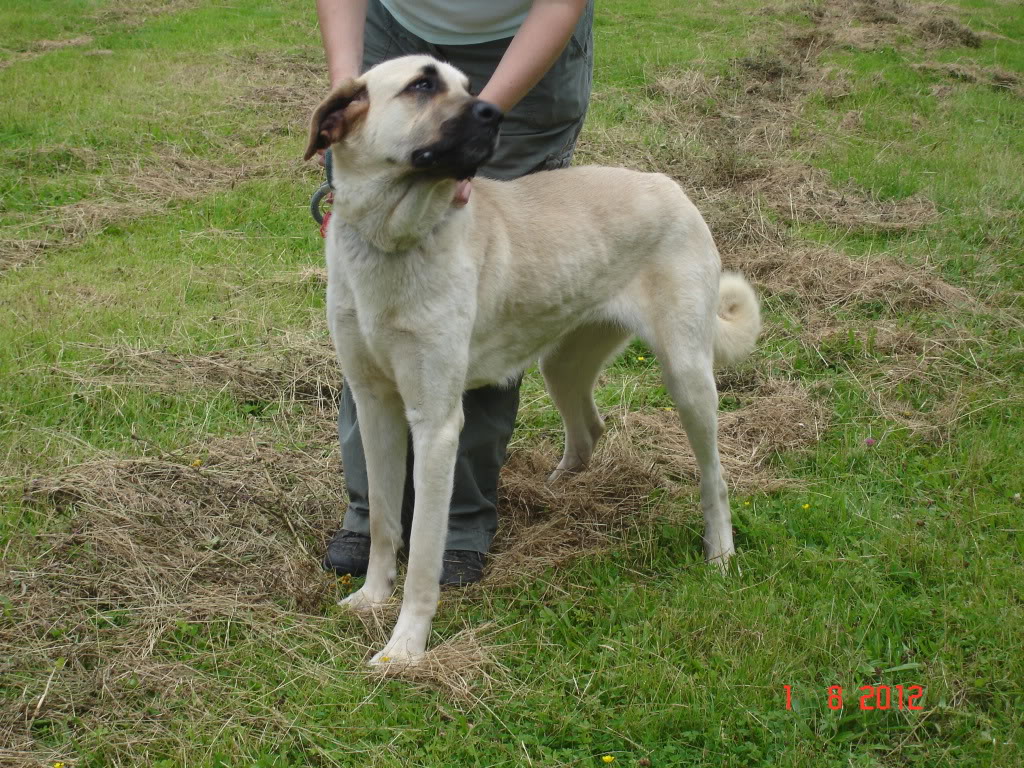  Anatolian Shepherd - CousCous - DSC02587