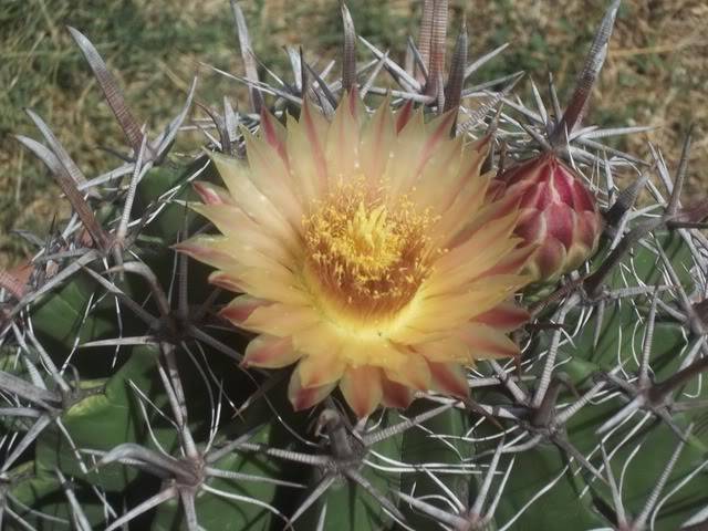 Ferocactus - Page 4 100_1224-1