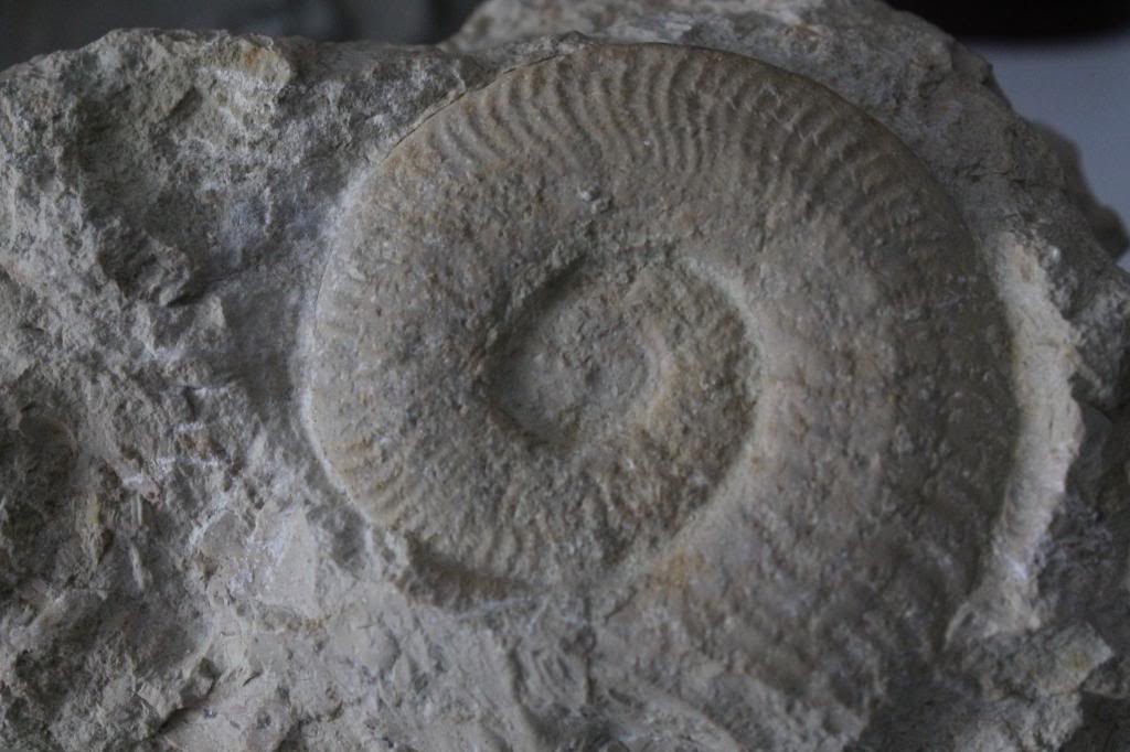 Ammonites del Pliensbachiense IMG_9158