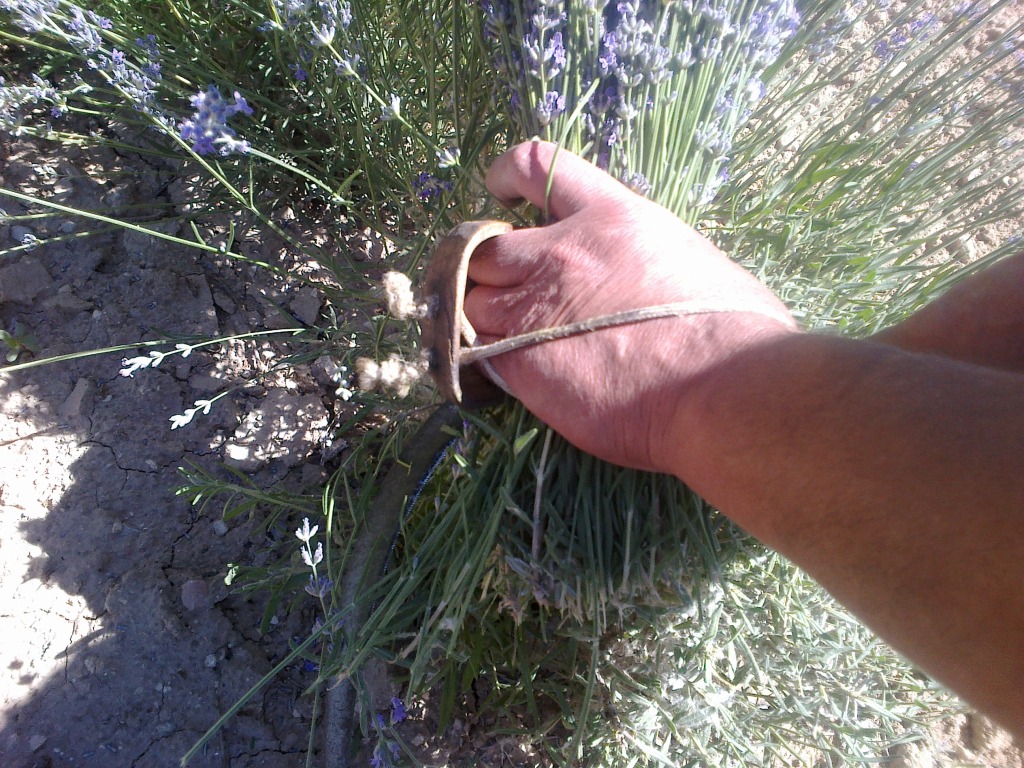 Siega de lavanda 3